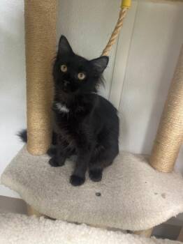William -  Domestic Medium Hair Cat for Adoption in Corpus Christi, Texas - William | PetCurious
