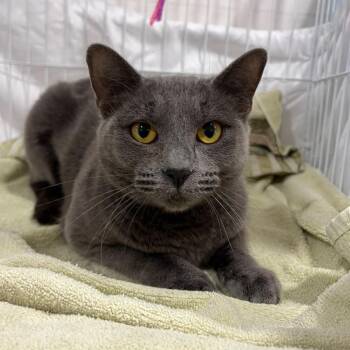 Domestic Short Hair Cats Available for Adoption - Sienna | PetCurious