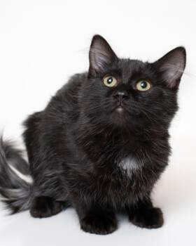 Cranberry -  Domestic Long Hair Cat for Adoption in Boone, Iowa - Cranberry | PetCurious
