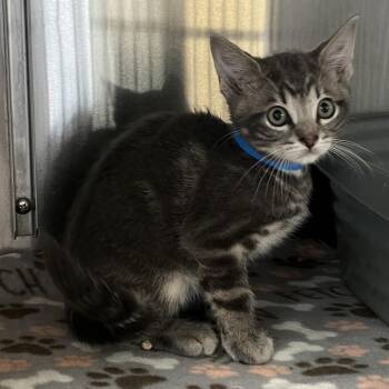Domestic Short Hair Cats Available for Adoption in Manhattan, Kansas - Wakamotaharu | PetCurious