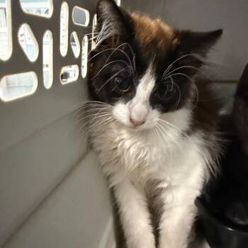 Honeydew -  Domestic Medium Hair Cat for Adoption in Greensboro, North Carolina - Honeydew | PetCurious