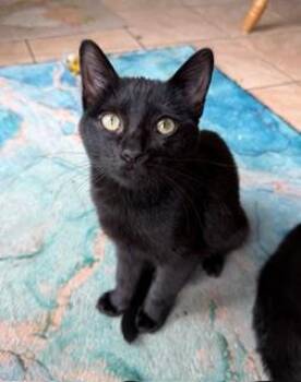 Rescue Domestic Short Hair and Bombay Cats for Adoption in Little River, South Carolina - Ravenelle | PetCurious