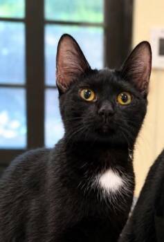 Nevaditos -  Domestic Short Hair Cat for Adoption in West Chester, Pennsylvania - Nevaditos | PetCurious