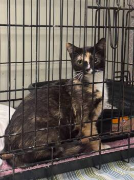 Tallula -  Calico Cat for Adoption in Saint Clairsville, Ohio - Tallula | PetCurious