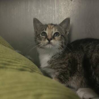 Domestic Short Hair Cats Available for Adoption in Charleston, West Virginia - Rihanna | PetCurious