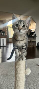 Rescue Domestic Short Hair Cats for Adoption in Minneapolis, Minnesota - Flint C4736 | PetCurious