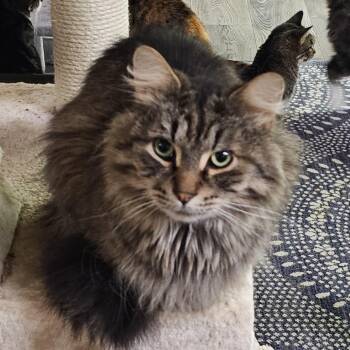 Rescue Domestic Long Hair Cats for Adoption in Pardeeville, Wisconsin - Finn | PetCurious