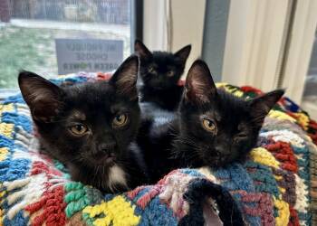 Rescue Domestic Short Hair Cats for Adoption in Jackson, Wyoming - Deloney Triplets | PetCurious