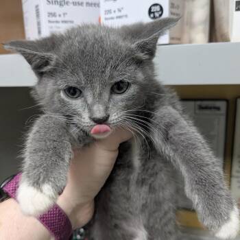 Holly -  Domestic Short Hair Cat Available for Adoption in Huntsville, Arkansas - Holly | PetCurious
