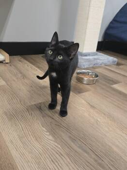 Sometimes -  Domestic Short Hair Cat for Adoption in Richmond, Kentucky - Sometimes | PetCurious