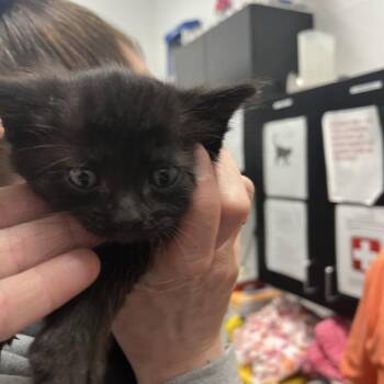Opal -  Domestic Short Hair Cat for Adoption in Idaho Falls, Idaho - Opal | PetCurious