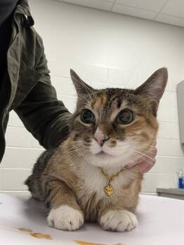 BUBBLES -  Domestic Short Hair Cat for Adoption in Indianapolis, Indiana - BUBBLES | PetCurious