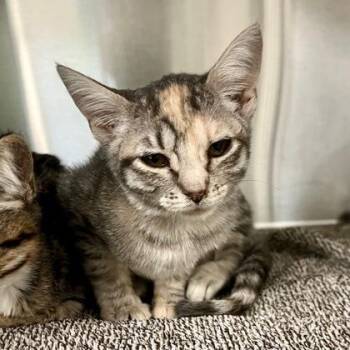 Enya -  Domestic Short Hair Cat for Adoption in Fort Worth, Texas - Enya | PetCurious