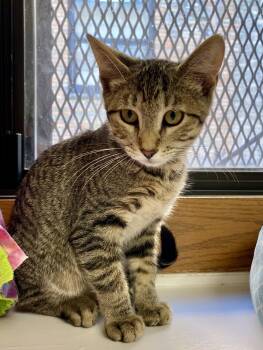 Adam -  Domestic Short Hair and Tabby Cat for Adoption in Fargo, North Dakota - Adam | PetCurious