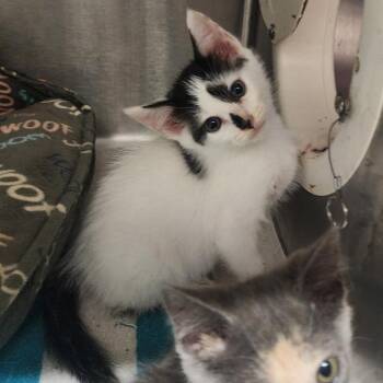 Dustin -  Domestic Short Hair Cat for Adoption in Evensville, Tennessee - Dustin | PetCurious