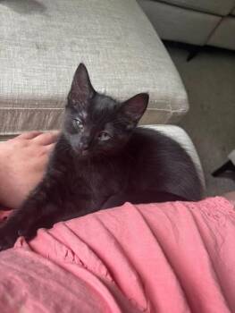 Pippin -  Domestic Short Hair Cat for Adoption in Kettering, Ohio - Pippin | PetCurious