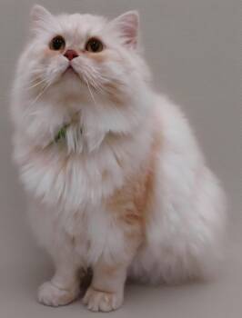 Tutu -  Persian Cat for Adoption in Snow Hill, Maryland - Tutu | PetCurious