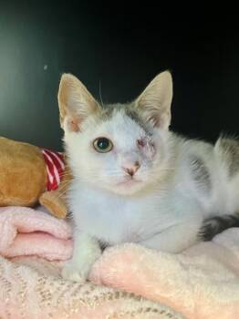 OSITA -  Domestic Short Hair Cat for Adoption in Ontario, California - OSITA | PetCurious