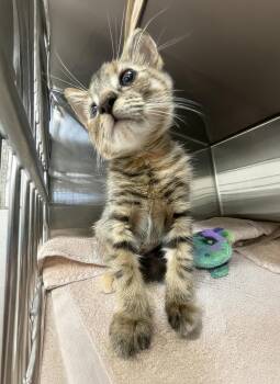 Amy -  Domestic Short Hair Cat for Adoption in Nashville, Tennessee - Amy | PetCurious
