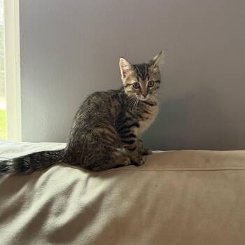 River -  Domestic Short Hair Cat for Adoption in Martinsville, Indiana - River | PetCurious
