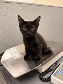 SHIA -  Domestic Short Hair Cat for Adoption in Las Vegas, Nevada - SHIA | PetCurious
