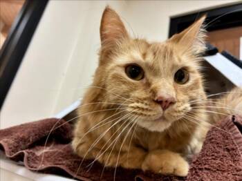 NUGGET -  Domestic Medium Hair Cat for Adoption in Santa Fe, New Mexico - NUGGET | PetCurious