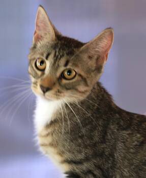 Miss Lucky -  Domestic Short Hair Cat for Adoption in North Fort Myers, Florida - Miss Lucky | PetCurious