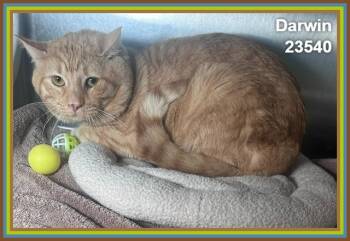 DARWIN (see also ROOT BEER) -  Domestic Short Hair and Tabby Cat for Adoption in Marietta, Georgia - DARWIN (see Also ROOT BEER) | PetCurious