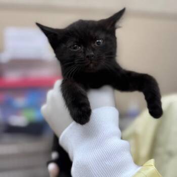 Domestic Short Hair Cats Available for Adoption in Winston-salem, North Carolina - Capone(white) | PetCurious
