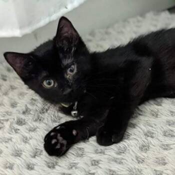 Rescue Domestic Short Hair Cats for Adoption in Wichita, Kansas - Ninja (Lily) | PetCurious