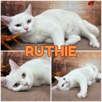 Rescue Domestic Short Hair Cats for Adoption in Pierceton, Indiana - Ruthie | PetCurious