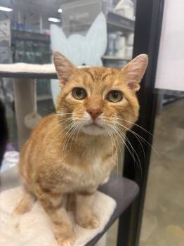 Luke -  Domestic Short Hair Cat for Adoption in Franklin Township, New Jersey - Luke | PetCurious