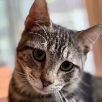 Barney -  Domestic Short Hair and Tabby Cat for Adoption in Liverpool, Texas - Barney | PetCurious