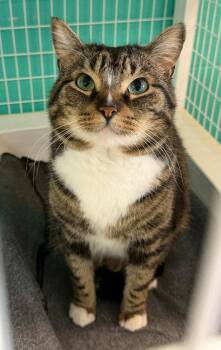 Domestic Short Hair Cats Available for Adoption in St. Helens, Oregon - Tad | PetCurious