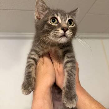 Robert/Bosco -  Domestic Short Hair Cat for Adoption in Hanna City, Illinois - Robert/Bosco | PetCurious