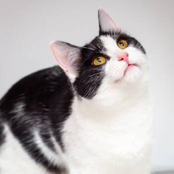 Miley -  Domestic Short Hair Cat for Adoption in Hattiesburg, Mississippi - Miley | PetCurious