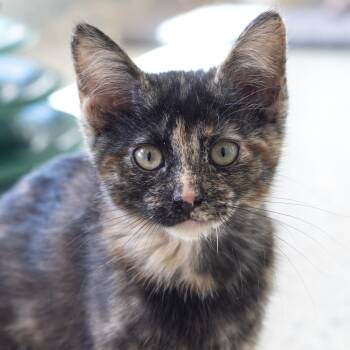 Domestic Short Hair Cats Available for Adoption in Pontiac, Michigan - Porridge | PetCurious