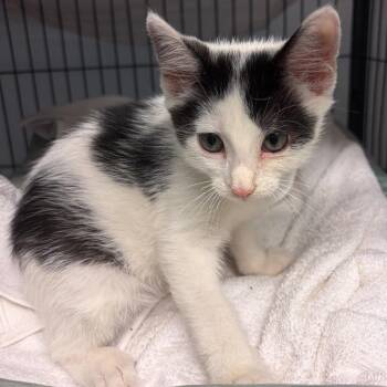 Mini Oreo -  Domestic Short Hair Cat for Adoption in Waldorf, Maryland - Mini Oreo | PetCurious