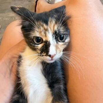 Marigold -  Domestic Medium Hair Cat for Adoption in Tustin, California - Marigold | PetCurious