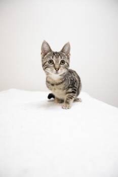 Rescue Domestic Short Hair Cats for Adoption in Montclair, New Jersey - Nadia | PetCurious