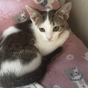 Kitty Purry -  Domestic Short Hair Cat for Adoption in Brighton, Missouri - Kitty Purry | PetCurious