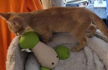 Nugget - PSP -  Domestic Short Hair Cat for Adoption in Oakland Park, Florida - Nugget - PSP | PetCurious