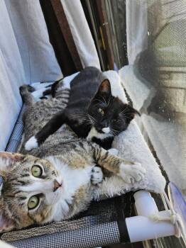 Domestic Short Hair Cats Available for Adoption - Electrocutie (Bonded To Breaker) | PetCurious