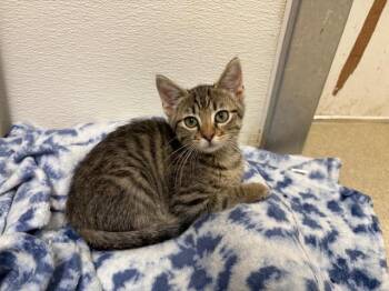 Rescue Tabby Cats for Adoption in Centralia, Illinois - Granola | PetCurious