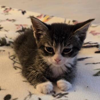 Domestic Short Hair Cats Available for Adoption in Livonia, Michigan - C318 Litter Charlie | PetCurious