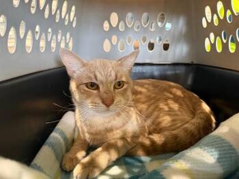 Domestic Short Hair Cats Available for Adoption in Rowlett, Texas - CHEETO | PetCurious