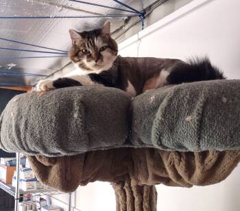 Jesse -  Domestic Long Hair Cat for Adoption in Golden Valley, Arizona - Jesse | PetCurious