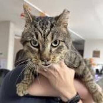 Rescue Domestic Short Hair Cats for Adoption in Indianapolis, Indiana - Nate | PetCurious