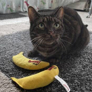 Domestic Short Hair and Tabby Cats Available for Adoption in Portland, Oregon - Oven Mitts | PetCurious