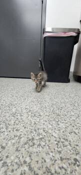 Linen -  Domestic Short Hair Cat for Adoption in Van Wert, Ohio - Linen | PetCurious